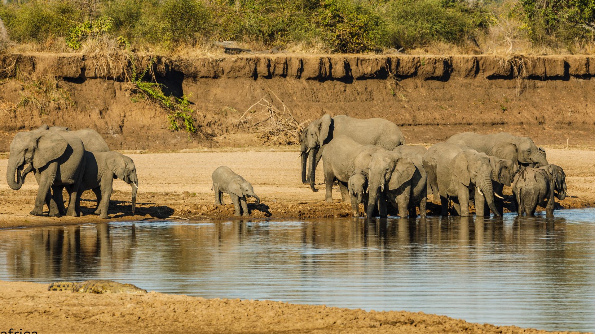africa safari