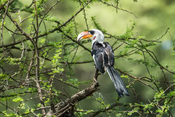 6 Days Tanzania Group Joining Safari